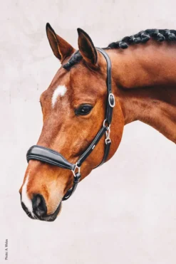 Schockemohle Fremont Leather Headcollar Black-Silver -PREMIER EQUINE 246 1310 00012 Fremont imgzNjOLSuSC2Bea