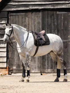 LeMieux Dressage Work Pad Black Large -PREMIER EQUINE 3n6a1667 edit copy