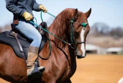ThinLine Endurance Dropped Rigging Saddle Pad - Fleece Lined - Black -PREMIER EQUINE 958 7952e8e4b71bfc7f42a8de711e81eae4