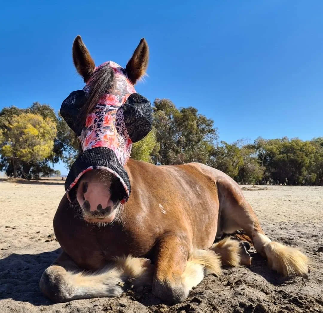PREMIER EQUINE -PREMIER EQUINE Buggez bugeyes fly mask uv eyes nose skirt.jpg