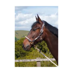 Cameo Anatomic Leather Headcollar Natural -PREMIER EQUINE P ANA LEA HEAD COL c230 14