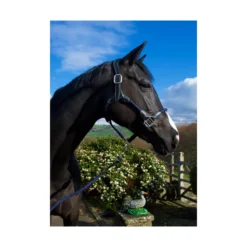 Cameo Anatomic Leather Headcollar Navy -PREMIER EQUINE P ANA LEA HEAD COL c230 16