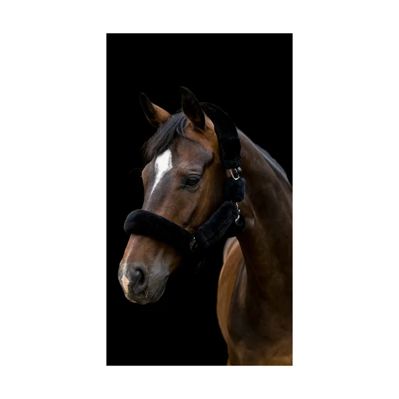 Cameo Deluxe Headcollar - Black 1 Cameo Deluxe Headcollar - Black