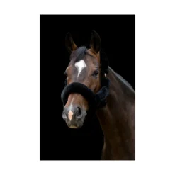 Cameo Deluxe Headcollar Black-Rosegold