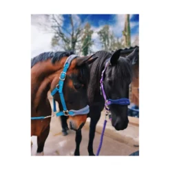 Cameo Elite Headcollar And Rope - Purple-Navy - Cob -PREMIER EQUINE P ELI HEA COL ROP C503 05