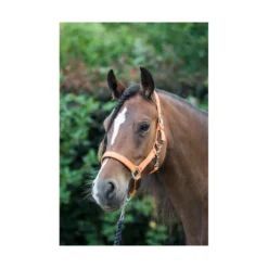 Cameo Fieldsafe Headcollar - Orange-Reflective -PREMIER EQUINE P FIE SAF HEAD COL C567 04