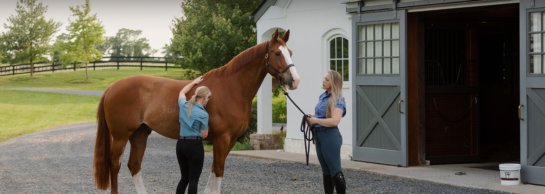 PREMIER EQUINE -PREMIER EQUINE horse care