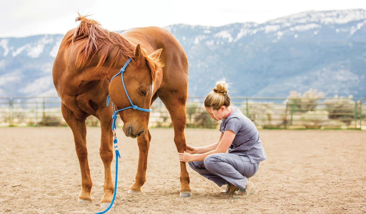 PREMIER EQUINE -PREMIER EQUINE horse care image