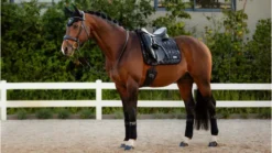 LeMieux Adour Dressage Square Black 7 LeMieux Adour Dressage Square Black -PREMIER EQUINE it01402 lifestyle adourdressagesquare black 2 copy