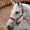 Premier Equine Plain Padded Horse Headcollar Burgundy