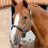 Premier Equine Plain Padded Horse Headcollar Green
