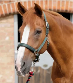 Premier Equine Plain Padded Horse Headcollar Green
