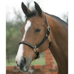 Mark Todd Cob Leather Headcollar In Brown